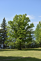 Bur Oak (Quercus macrocarpa) at Sargent's Nursery