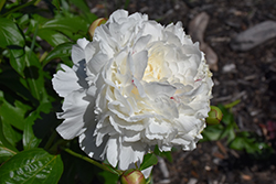 Festiva Maxima Peony (Paeonia 'Festiva Maxima') at Sargent's Nursery
