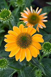 Sombrero Granada Gold Coneflower (Echinacea 'Balsomold') at Sargent's Nursery