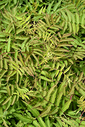 Matcha Ball False Spirea (Sorbaria sorbifolia 'Levgreen') at Sargent's Nursery