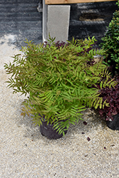 Matcha Ball False Spirea (Sorbaria sorbifolia 'Levgreen') at Sargent's Nursery