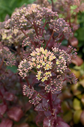 Peach Pearls Stonecrop (Sedum telephium 'Peach Pearls') at Sargent's Nursery
