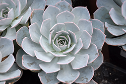 Canadian Echeveria (Echeveria 'Canadian') at Sargent's Nursery