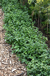 Peppermint (Mentha x piperita) at Sargent's Nursery