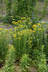Stiff Goldenrod (Solidago rigida) at Sargent's Nursery