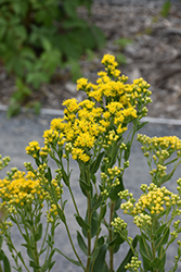 Stiff Goldenrod (Solidago rigida) at Sargent's Nursery