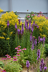 Kobold Blazing Star (Liatris spicata 'Kobold') at Sargent's Nursery