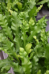 Bird's Nest Fern (Asplenium nidus) at Sargent's Nursery