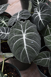 Mythic Black Velvet Jewel Alocasia (Alocasia reginula 'Black Velvet') at Sargent's Nursery