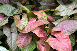 Pink Allusion Arrowhead Plant (Syngonium podophyllum 'Pink Allusion') at Sargent's Nursery