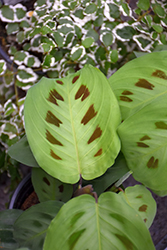 Kim Prayer Plant (Maranta leuconeura 'Kim') at Sargent's Nursery