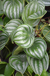 Watermelon Peperomia (Peperomia argyreia) at Sargent's Nursery