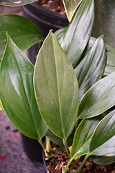 Dragon's Tail (Epipremnum pinnatum) at Sargent's Nursery