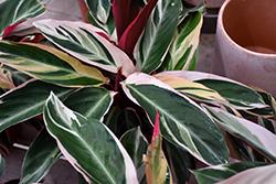 Triostar Stromanthe (Stromanthe sanguinea 'Triostar') at Sargent's Nursery