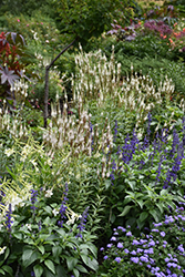 Culver's Root (Veronicastrum virginicum) at Sargent's Nursery