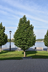 Greenspire Linden (Tilia cordata 'Greenspire') at Sargent's Nursery