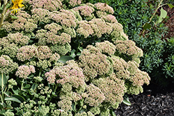 Autumn Joy Stonecrop (Sedum 'Autumn Joy') at Sargent's Nursery