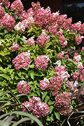 Vanilla Strawberry Hydrangea (Hydrangea paniculata 'Renhy') at Sargent's Nursery