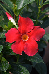 Diamantina Jade Red Bush Mandevilla (Mandevilla 'LANIOWA') at Sargent's Nursery