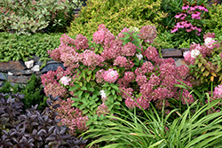 Bobo Hydrangea (Hydrangea paniculata 'ILVOBO') at Sargent's Nursery