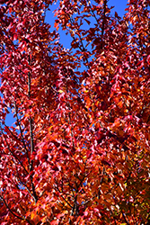 Red Maple (Acer rubrum) at Sargent's Nursery
