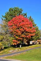 Red Maple (Acer rubrum) at Sargent's Nursery