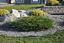 Calgary Carpet Juniper (Juniperus sabina 'Calgary Carpet') at Sargent's Nursery