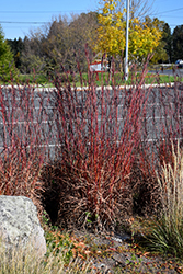 Red October Bluestem (Andropogon gerardii 'Red October') at Sargent's Nursery