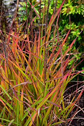 Flame Grass (Miscanthus sinensis 'Purpurascens') at Sargent's Nursery