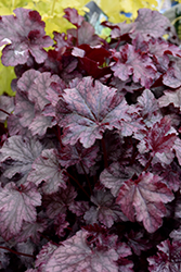 Plum Pudding Coral Bells (Heuchera 'Plum Pudding') at Sargent's Nursery