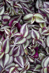 Purple Tinge Wandering Jew (Tradescantia zebrina 'Purple Tinge') at Sargent's Nursery