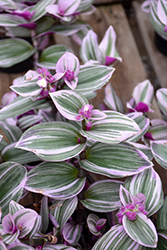 Nanouk Tradescantia (Tradescantia albiflora 'Nanouk') at Sargent's Nursery