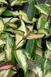 Variegated Wax Plant (Hoya carnosa 'Variegata') at Sargent's Nursery