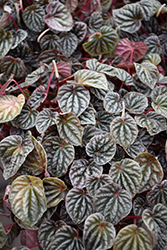 Luna Red Peperomia (Peperomia caperata 'Luna Red') at Sargent's Nursery