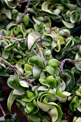 Hindu Rope Plant (Hoya carnosa 'Compacta') at Sargent's Nursery
