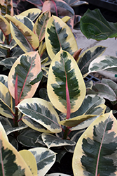 Chroma Tineke Rubber Plant (Ficus elastica 'Tineke') at Sargent's Nursery