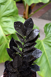 Raven ZZ Plant (Zamioculcas zamiifolia 'Dowon') at Sargent's Nursery