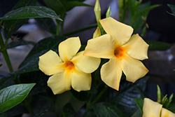 Sun Parasol Sunbeam Mandevilla (Mandevilla 'Sun Parasol Sunbeam') at Sargent's Nursery