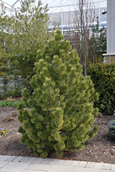 Tannenbaum Mugo Pine (Pinus mugo 'Tannenbaum') at Sargent's Nursery