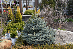 Avatar Blue Spruce (Picea pungens 'Avatar') at Sargent's Nursery