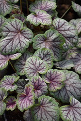 Green Spice Coral Bells (Heuchera 'Green Spice') at Sargent's Nursery