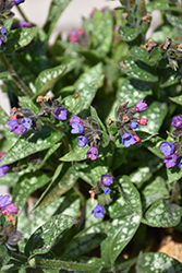 Spot On Lungwort (Pulmonaria 'Spot On') at Sargent's Nursery