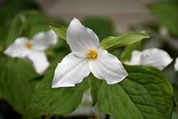 Great White Trillium (Trillium grandiflorum) at Sargent's Nursery