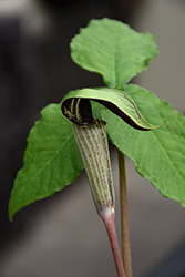 Jack-In-The-Pulpit (Arisaema triphyllum) at Sargent's Nursery