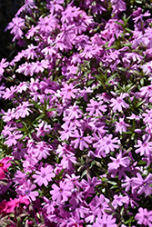 Fort Hill Moss Phlox (Phlox subulata 'Fort Hill') at Sargent's Nursery