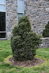 Yukon Blue Spruce (Picea glauca 'Yukon Blue') at Sargent's Nursery