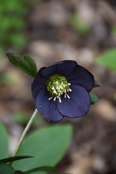 Honeymoon New York Night Hellebore (Helleborus 'New York Night') at Sargent's Nursery