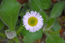 Lynnhaven Carpet Fleabane (Erigeron pulchellus 'Lynnhaven Carpet') at Sargent's Nursery