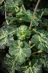 Hercules Coral Bells (Heuchera 'Hercules') at Sargent's Nursery