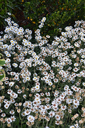 Lynnhaven Carpet Fleabane (Erigeron pulchellus 'Lynnhaven Carpet') at Sargent's Nursery